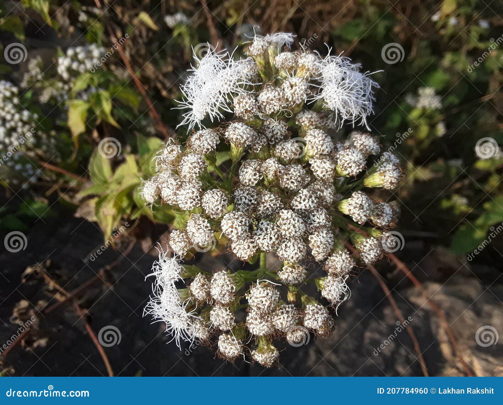white wild flowers branch plant
